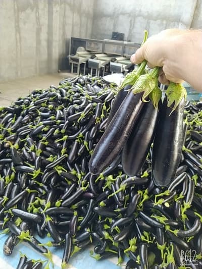 تصویر 1 از فروش بادمجان قلمی درجه 1 + قیمت خرید به صرفه